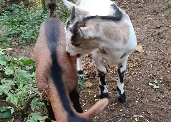 別荘 7-gite-7 Personnes Au Coeur De La Nature /piscine Saint-Aubin-de-Nabirat